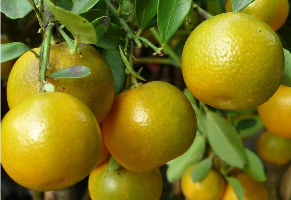 Chữa bệnh hiệu quả chỉ bằng quả quất