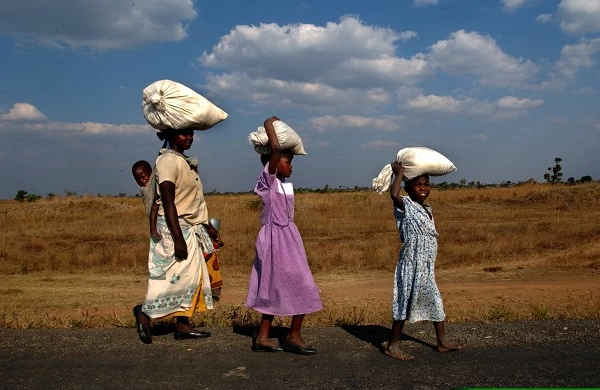 Climate change will likely increase wheat prices in food-insecure areas and exacerbate economic disparity (Illustrative image).