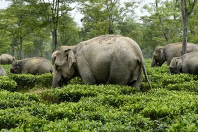 Ảnh ấn tượng nhất trong tuần: Phát hiện loài sứa mới, voi ‘xâm nhập’ vườn trà