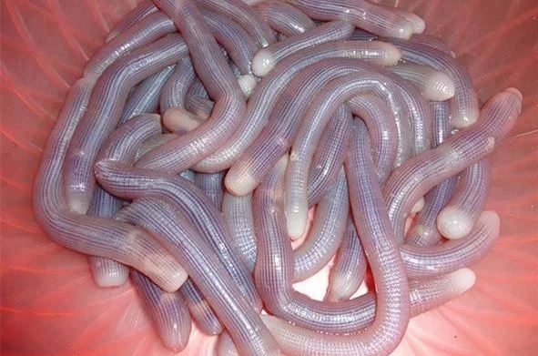 Đặc sản tiến vua nức tiếng Việt Nam: Thơm ngon bổ dưỡng, hàng thượng phẩm 'đắt như vàng'