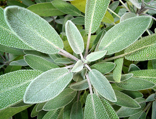 Tác dụng tuyệt vời của cây xô thơm với sức khỏe