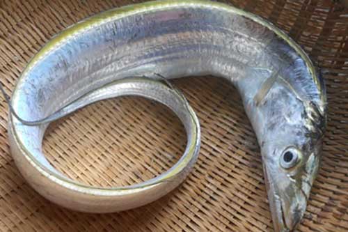 Cá vốn là món ăn bổ dưỡng nhưng không phải lúc nào cũng an toàn: Có 4 loại cá tốt nhất nên tránh xa