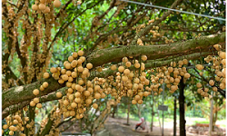 Dâu Hạ Châu Cần Thơ lọt Top 100 đặc sản quà tặng của Việt Nam