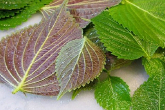 Loại rau mọc hoang đầy tại Việt Nam, tại Nhật lại được ưa chuộng như bài thuốc quý