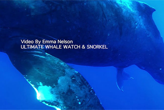 Cận cảnh “ca sinh nở” của cá voi lưng gù ngoài khơi Hawaii