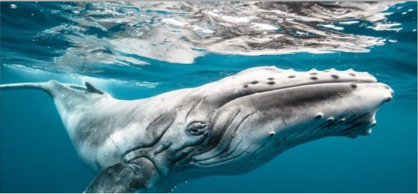 Khoảnh khắc ngoạn mục cá voi lưng gù cùng đàn cá heo bơi vòng tròn dưới biển