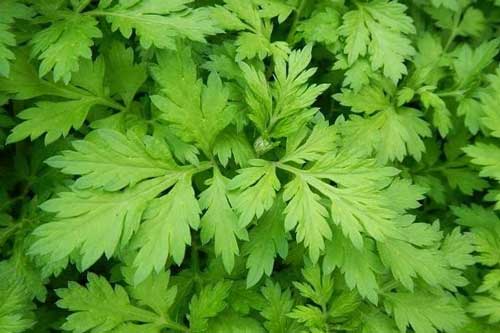 Sai lầm khi ăn ngải cứu có thể dẫn đến ngộ độc, động kinh,... biết mà tránh xa kẻo 'hối không kịp