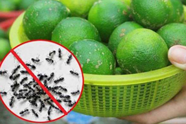 10 cách đuổi kiến ra khỏi nhà vĩnh viễn, vừa đơn giản lại rẻ tiền, ai cũng làm được