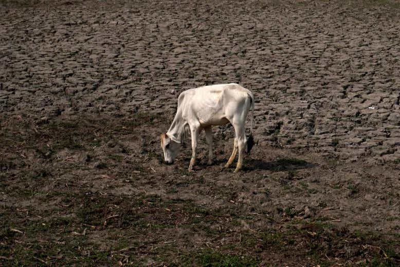 A cow grazing in a dried-up pond in India during a heatwave in 2022.
