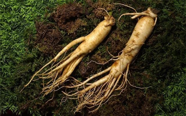 Nhân sâm đại bổ nhưng lại có thể là ‘thuốc độc’ với những người sau ảnh 3
