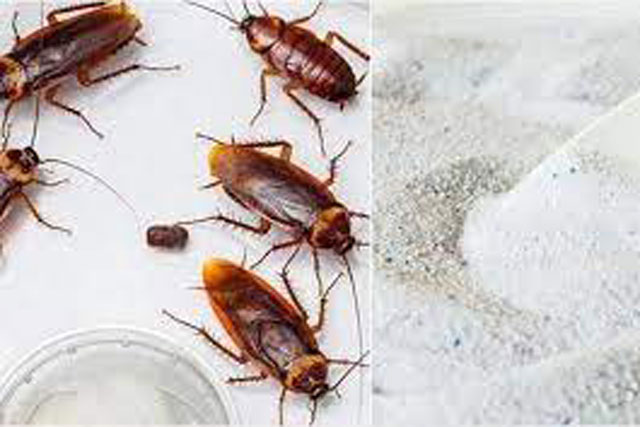 Trộn 1 thìa bột giặt với cơm thừa: Công dụng tuyệt vời nhà nào cũng thích, tiết kiệm khoản lớn mỗi tháng