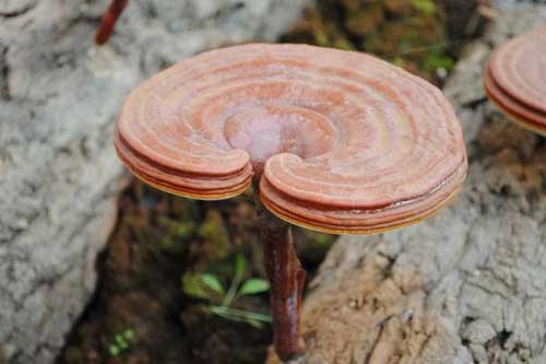 Nấm linh chi đại bổ cũng có thể hóa ‘chất độc chết người’ nếu dùng sai cách