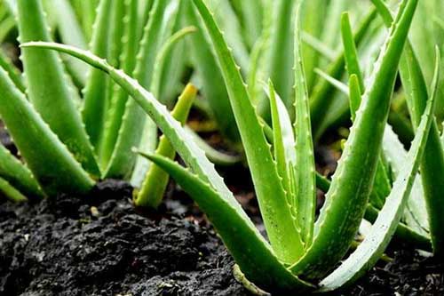 Dùng nha đam kiểu này không khác nào đưa 'thuốc độc' vào người