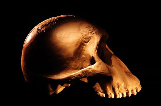 Hành động nhai ảnh hưởng đến tiến hóa loài người