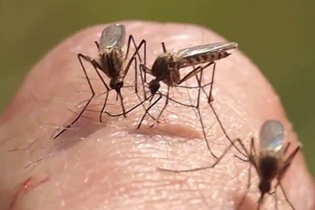 Vì sao muỗi đốt bạn liên tục mà không đốt người khác? Lý do thật bất ngờ
