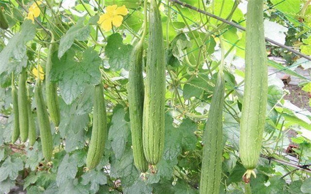 Ăn mướp nếu thấy dấu hiệu này phải bỏ ngay kẻo mất mạng ảnh 4