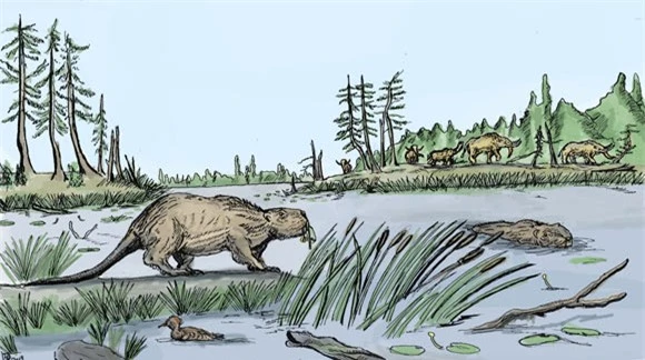 Hải ly bán thủy sinh đã sống ở Montana 30 triệu năm trước - Ảnh 1.