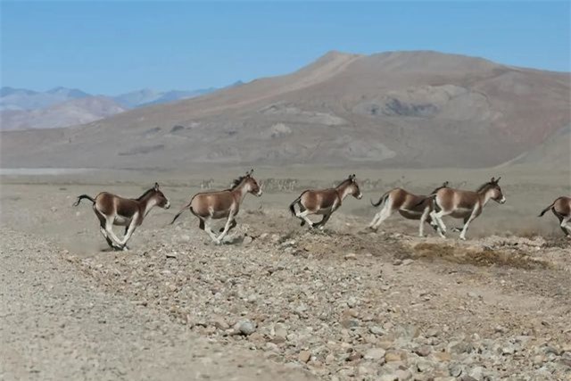 Lừa hoang dã Tây Tạng - loài động vật thích hơn thua và &quot;chọc chó&quot; nhất trong giới tự nhiên - Ảnh 8.