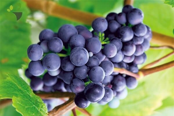 Những thực phẩm ‘đại kỵ’ tuyệt đối không ăn chung với quả nho ảnh 2