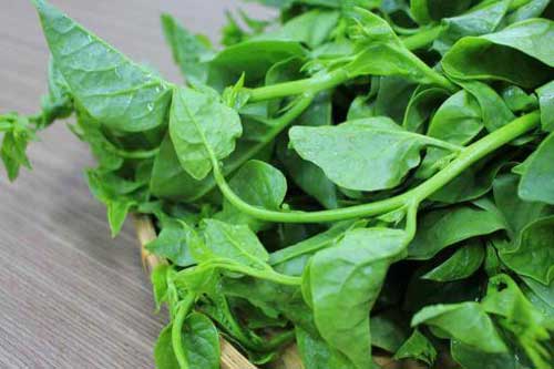 Những ‘đại kỵ’ khi ăn canh rau mồng tơi mùa hè người Việt thường mắc phải, cần bỏ ngay kẻo rước bệnh