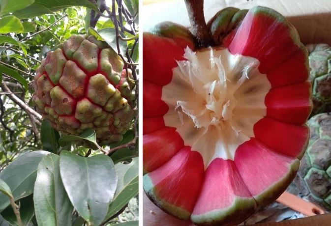 Độc lạ loại na ruột đỏ đắt gấp 3 lần so với na thông thường vẫn được nhiều người lùng mua