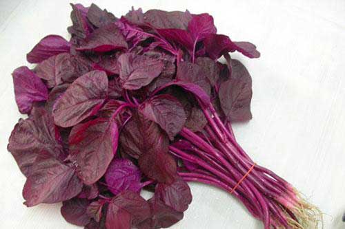 Mùa hè ăn rau dền mát bổ nhưng sẽ hóa ‘thuốc độc’ nếu ăn theo cách này