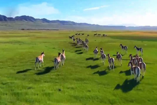 Lừa hoang dã Tây Tạng - loài động vật thích hơn thua và dễ nổi nóng nhất trong giới tự nhiên