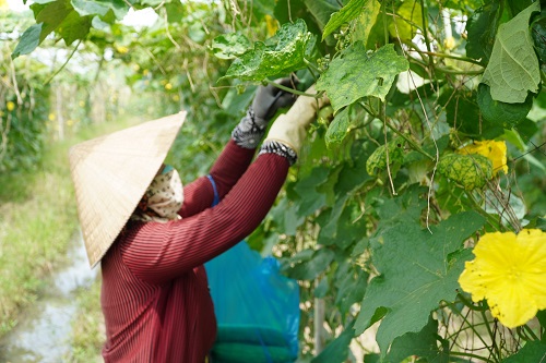 Vĩnh Long: Nhiều mô hình hợp tác xã hoạt động hiệu quả nhờ ứng dụng công nghệ cao