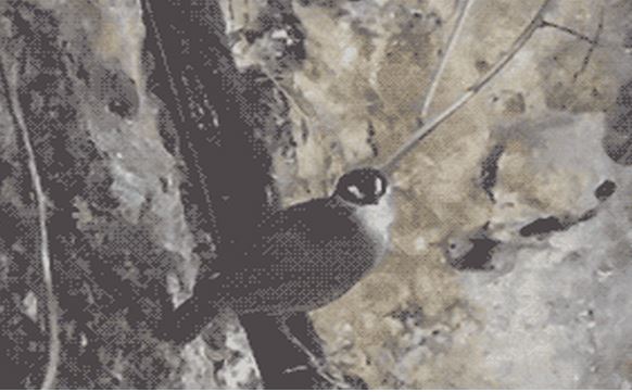 Phát hiện loài vật biến mất 170 năm, chuyên gia: Lo ngại về cuộc đại tuyệt chủng thứ 6!