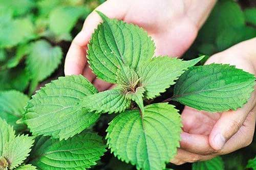 Loại rau được coi là thuốc quý tại Nhật, Việt Nam bán rẻ bèo, nhưng không phải ai cũng dùng được