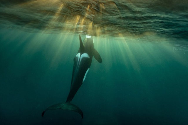 Sinh vật mà cá mập cũng sợ tấn công tàu thuyền vì "đu trend"?