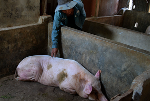 Lợn chết sau tiêm vaccine dịch tả: Đề nghị Navetco khắc phục sự cố