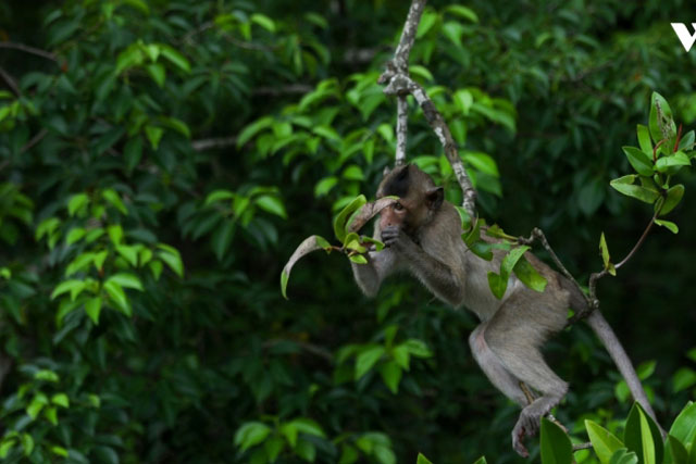 Khám phá vương quốc khỉ ở Cần Giờ