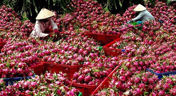 Hình ảnh: Kiến nghị xây dựng danh sách doanh nghiệp Việt xuất khẩu hoa quả sang Trung Quốc số 2