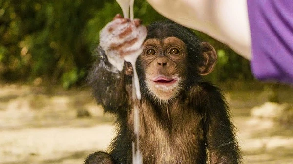 Baby chimpanzee (Illustrative image), (Source: BBC Earth).