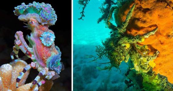 Cua Decorator: Những loài "tắc kè hoa" dưới đáy biển