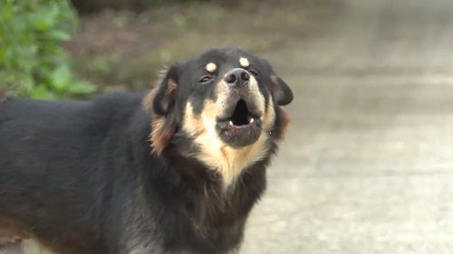 Nguy cơ bùng phát bệnh dại ở Đồng bằng sông Cửu Long