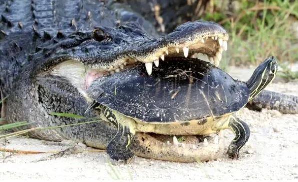 Kỳ lạ loài rùa hiền lành nhưng lại là ác mộng đối với thú săn mồi và nhà khoa học