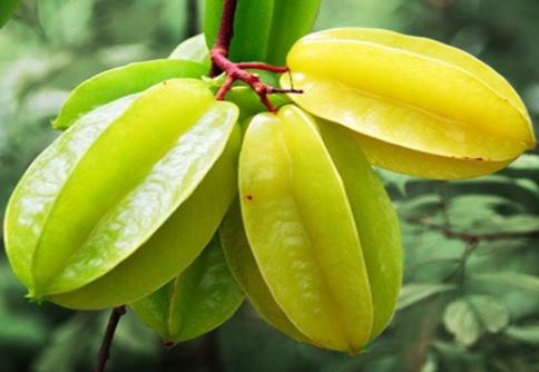 Công dụng tuyệt vời của loại quả có nhiều ở Việt Nam