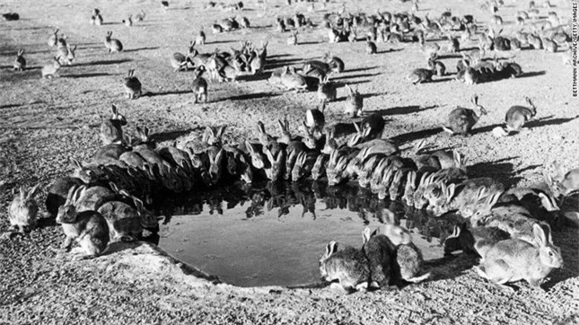 Làm thế nào 24 con thỏ Anh tạo ra cuộc ‘xâm lược sinh học’ tàn khốc nhất nước Úc? ảnh 2