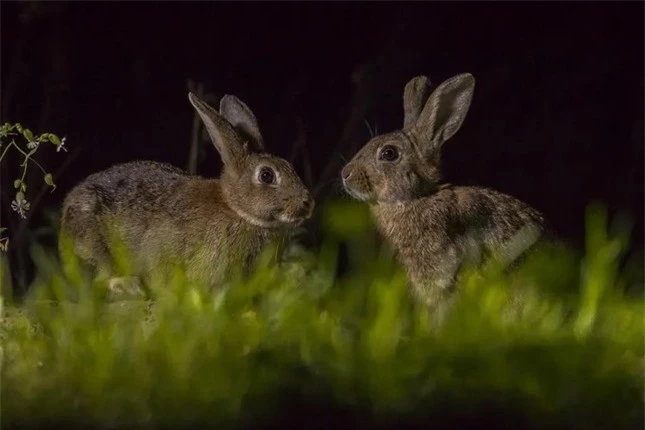 Làm thế nào 24 con thỏ Anh tạo ra cuộc ‘xâm lược sinh học’ tàn khốc nhất nước Úc? ảnh 3
