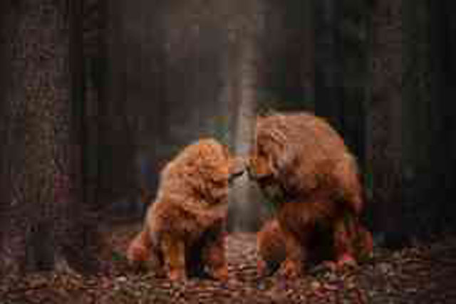 Đi tìm nguồn gốc của chó ngao Tây Tạng