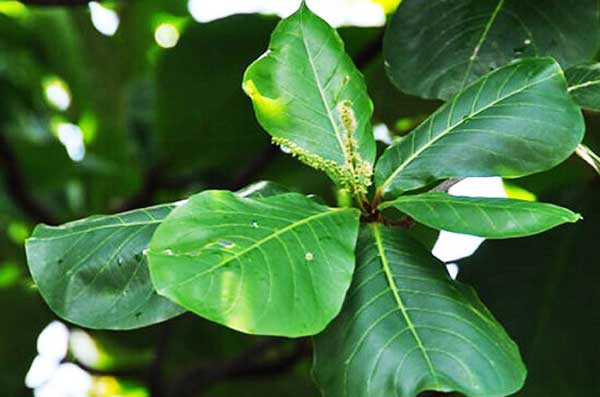 Chỉ 1 nắm lá bàng đun nóng: Ai bị đau răng, nhiệt miệng, viêm 'vùng kín' cứ dùng sẽ thấy hiệu nghiệm bất ngờ