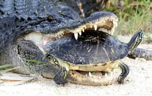 
Kỳ lạ loài rùa hiền lành nhưng lại là ác mộng đối với thú săn mồi và nhà khoa học