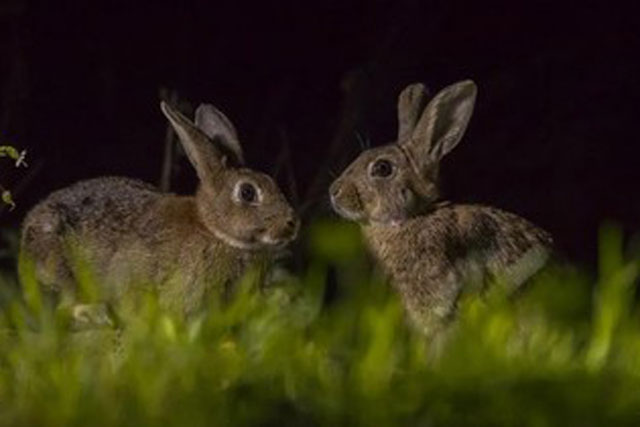 Làm thế nào 24 con thỏ Anh tạo ra cuộc ‘xâm lược sinh học’ tàn khốc nhất nước Úc?