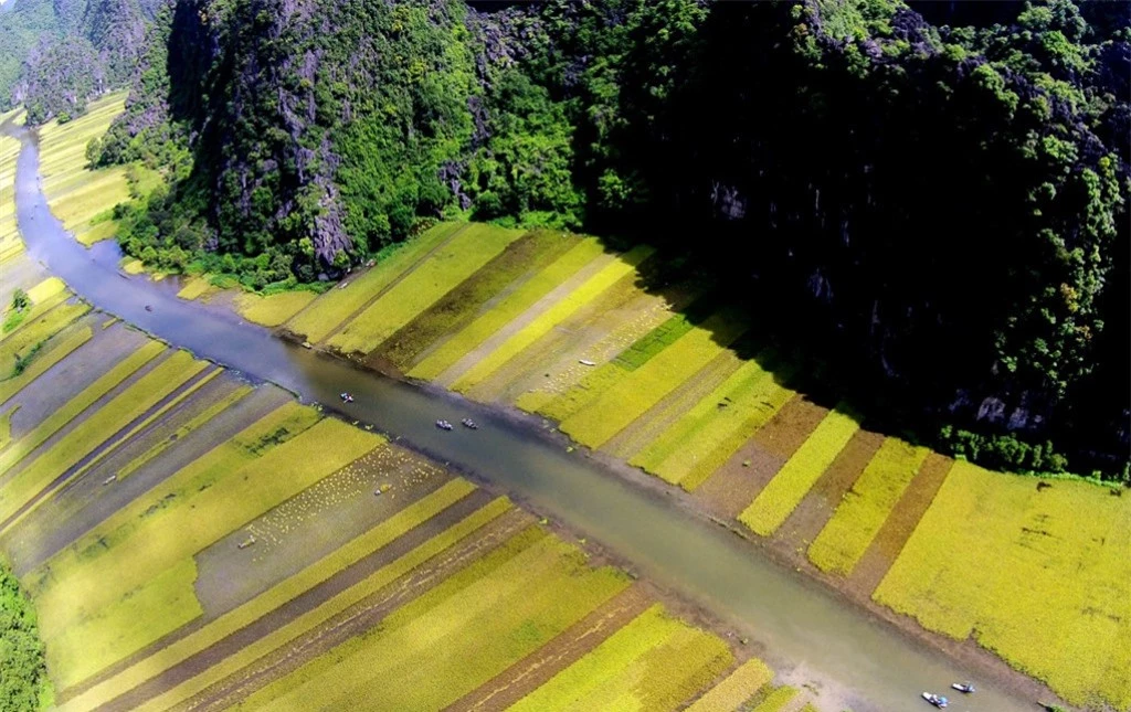 Khác với lúa ở những nơi khác, những ruộng lúa của Tam Cốc được trồng hai bên dòng sông dưới chân núi đá tạo nên một khung cảnh vừa lên thơ, vừa hùng vĩ mang đặc trưng của vùng đất cố đô.