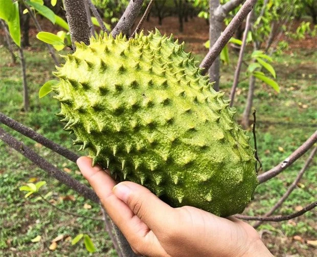 Loại quả gai góc xấu xí nhưng là vua ngừa ung thư: Tốt nhưng phải dùng cẩn trọng - Ảnh 3.