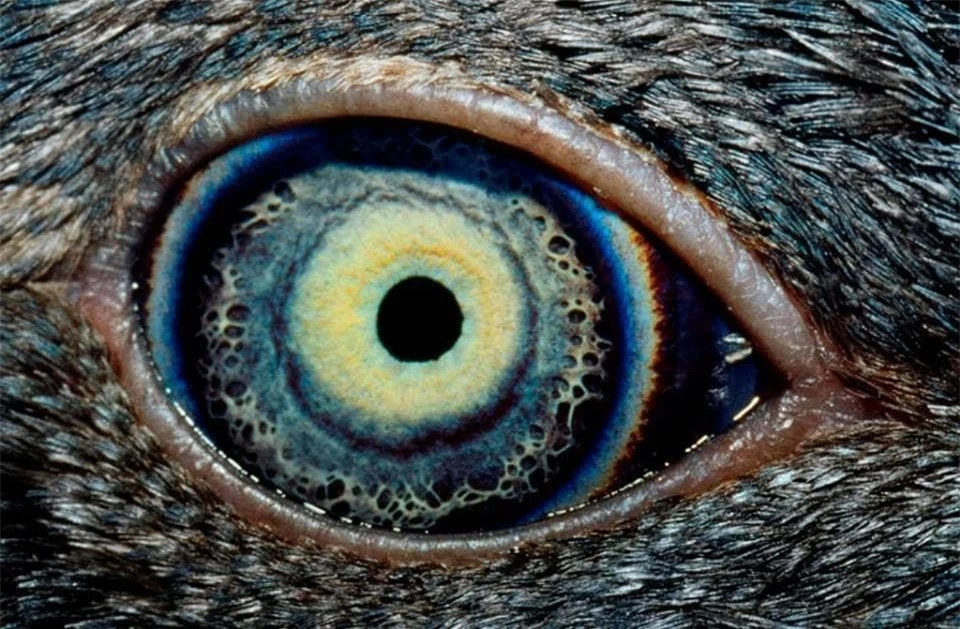 Ngắm nhìn vẻ đẹp kỳ lạ độc đáo trong đôi mắt của muôn thú ảnh 11