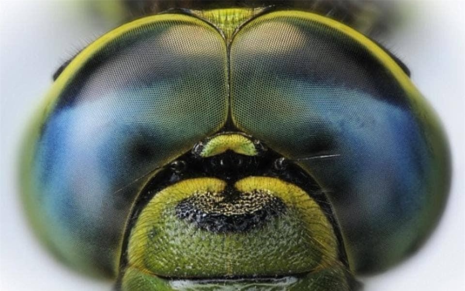 Ngắm nhìn vẻ đẹp kỳ lạ độc đáo trong đôi mắt của muôn thú ảnh 12