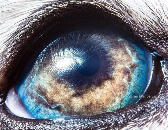 Ngắm nhìn vẻ đẹp kỳ lạ độc đáo trong đôi mắt của muôn thú ảnh 4